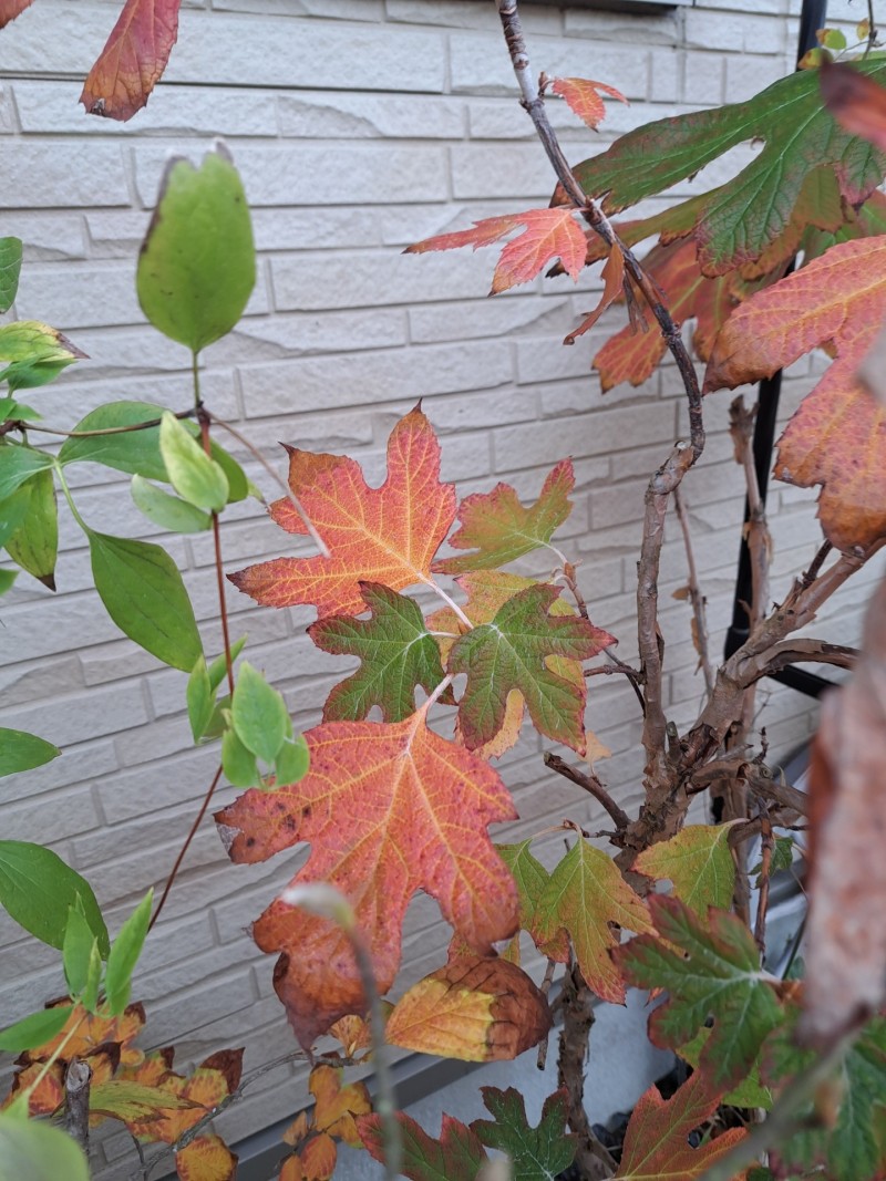 カシワバアジサイ・ピ－ウィ－