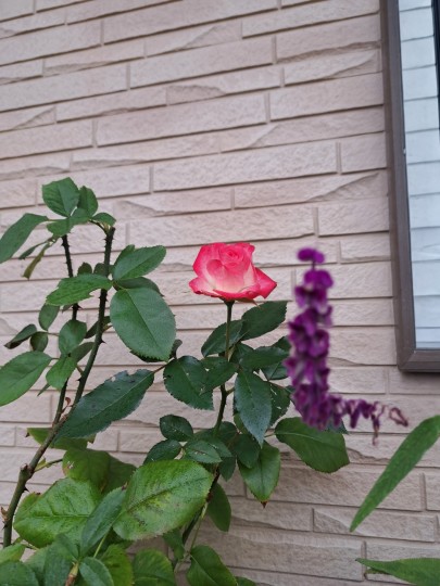 名無しのバラ改めストロベリーアイス