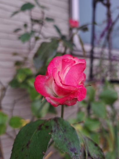 名無しのバラ改めストロベリーアイス