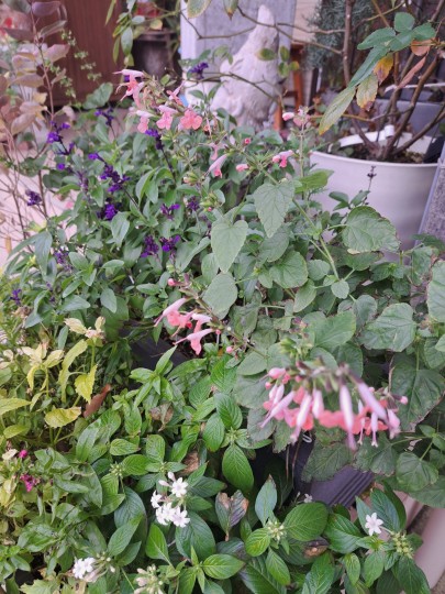 サルビア・コクシネアニンフ/サルビア・ファリナセア/ペンタス・ホワイト