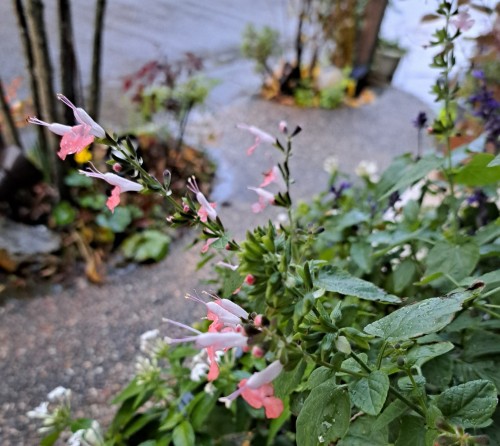 サルビア・コクシネアニンフ