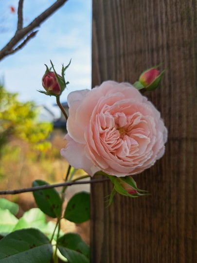 バラ・ジ オルブライトン ランブラ