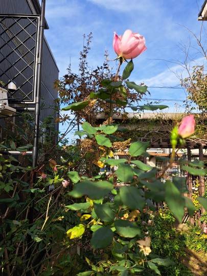 ブラッシングノックアウト