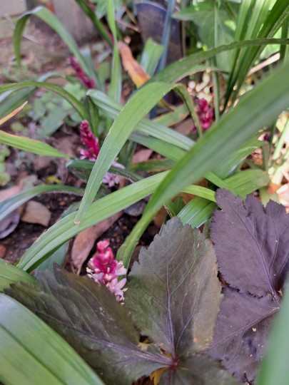 キチジョウソウ