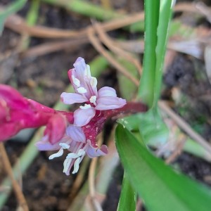 キチジョウソウ