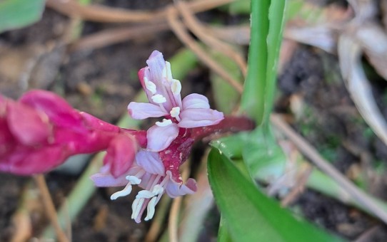 キチジョウソウ