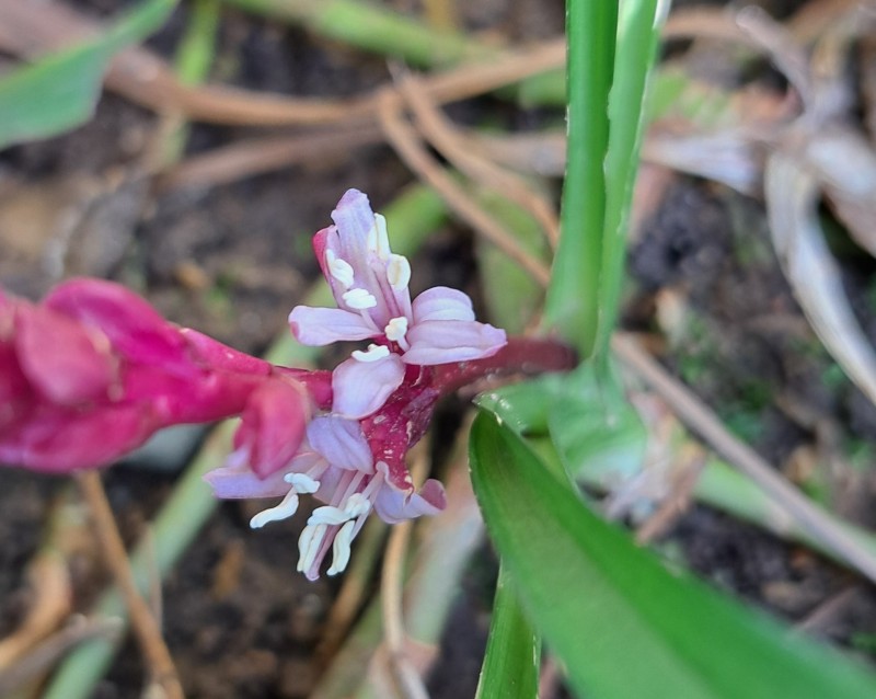 キチジョウソウ