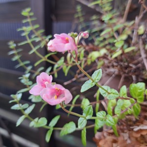 ディアシア・ダーラ アップルブロッサム