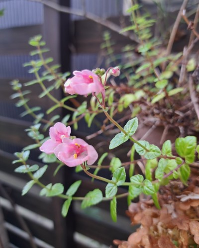 ディアシア・ダーラ ライトピンク