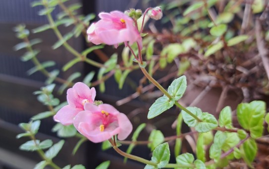 ディアシア・ダーラ アップルブロッサム