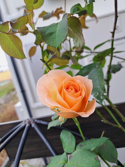 アプリコットコネクター