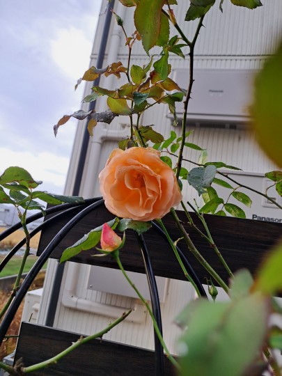 バラ・アプリコットコネクター