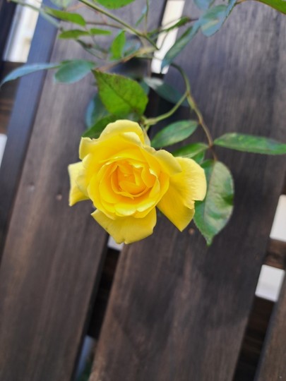 黄色いバラ