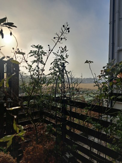 靄がかかった/2025年12月2日