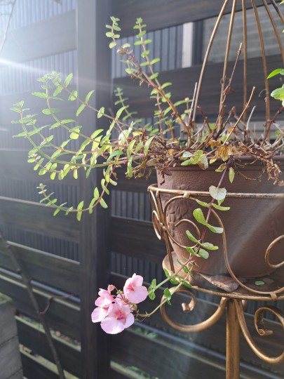 ディアシア・ダーラ ライト ピンク