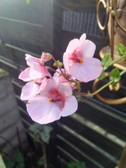 ディアシア・ダーラ アップルブロッサム