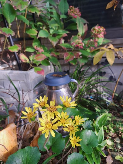 ツワブキと秋色紫陽花