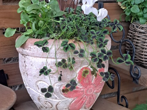 クロバー・ティント ナイト