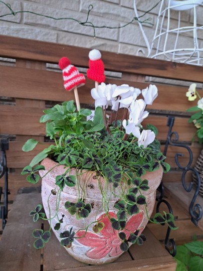 クローバー・ティント ナイト