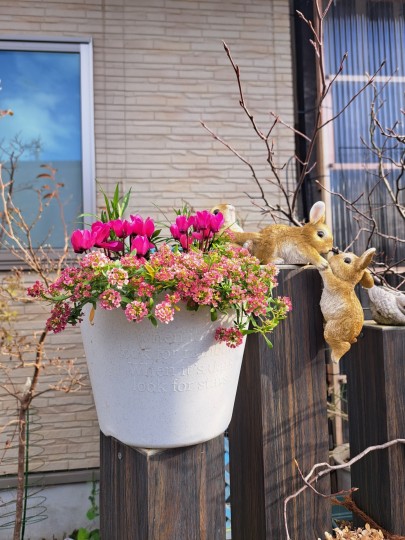 アリッサム・アプリコット