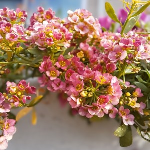 アリッサム・アプリコット