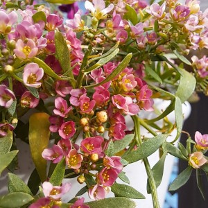 アリッサム・アプリコット