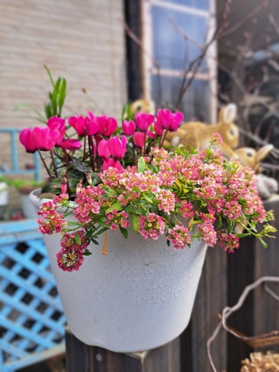 寄せ植え鉢/アリッサム・アプリコット/ガーデンシクラメン/コレオブシス