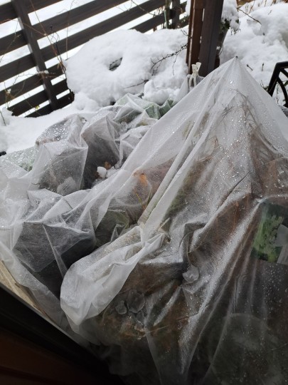 ラナンキュラスラックス