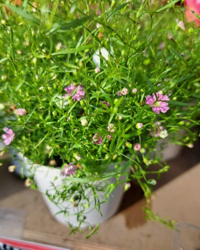 カスミソウジプシーの鉢植え