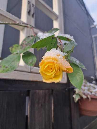 ばらロッククライミング