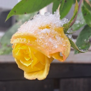 ばらロッククライミング