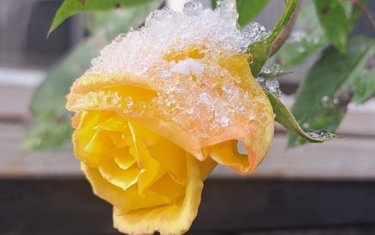 ばらロッククライミング