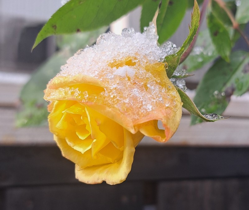 ばらロッククライミング