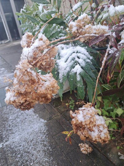 前ガーデン/枯れアナベル