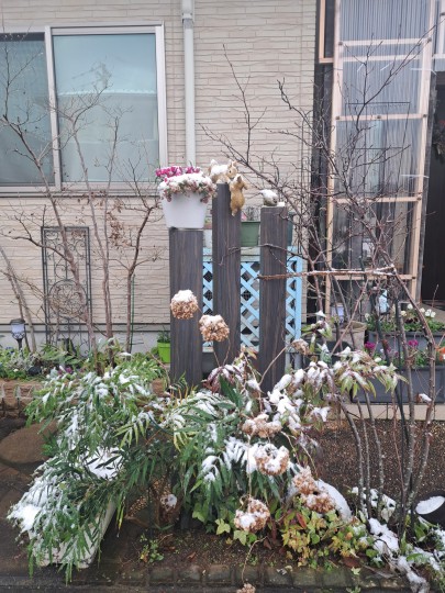 前ガーデン/雪の綿帽子