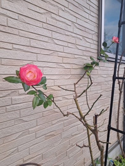 前ガーデン/名無しの薔薇