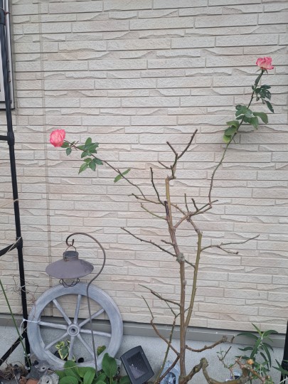 前ガーデン/名無しの薔薇