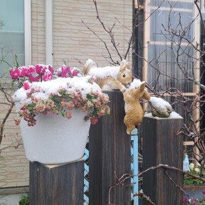 前ガーデン/雪の綿帽子