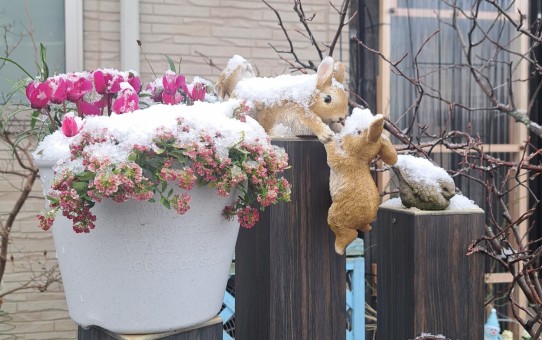 前ガーデン/雪の綿帽子