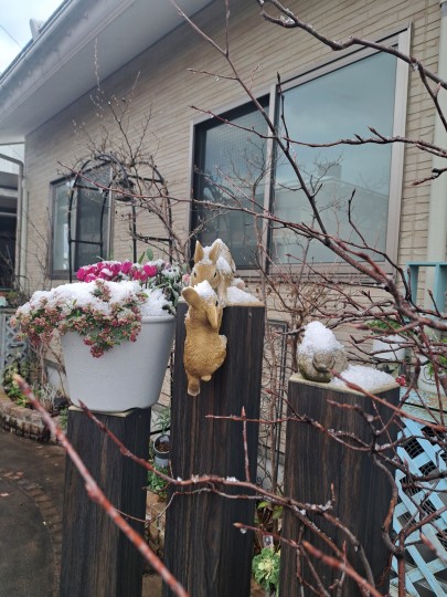 前ガーデン/雪の綿帽子