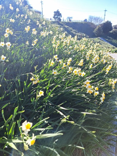 越前水仙ランド