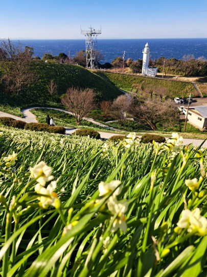 越前水仙ランド/越前市水仙