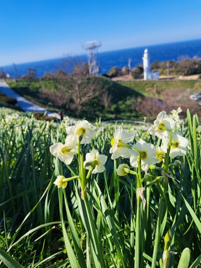 越前海岸/越前水仙ランド