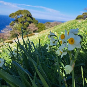 越前海岸/越前水仙ランド