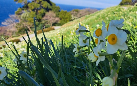 越前海岸/越前水仙ランド