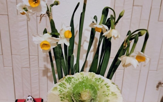 玄関ホールの設え/越前水仙と葉牡丹