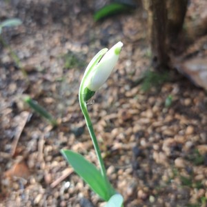 スノードロップ