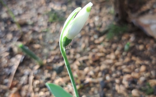 スノードロップ