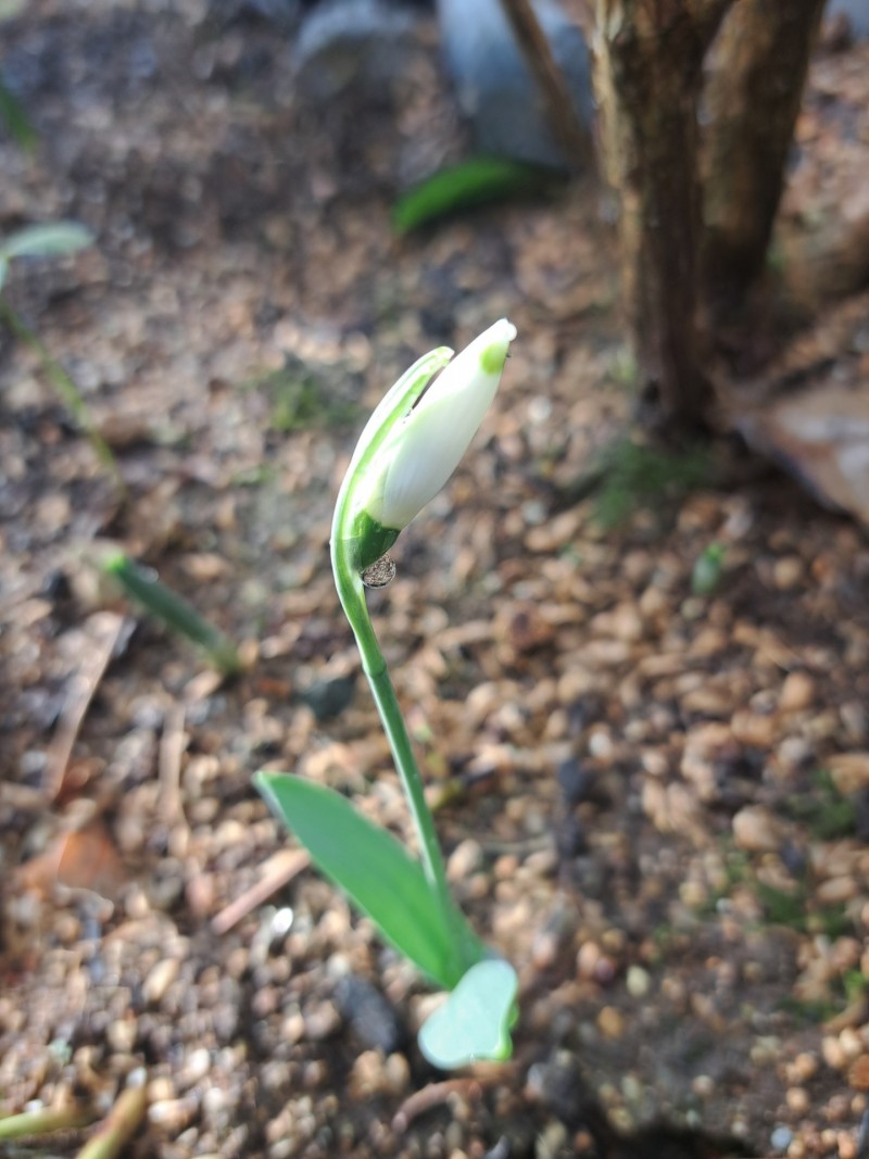 スノードロップ