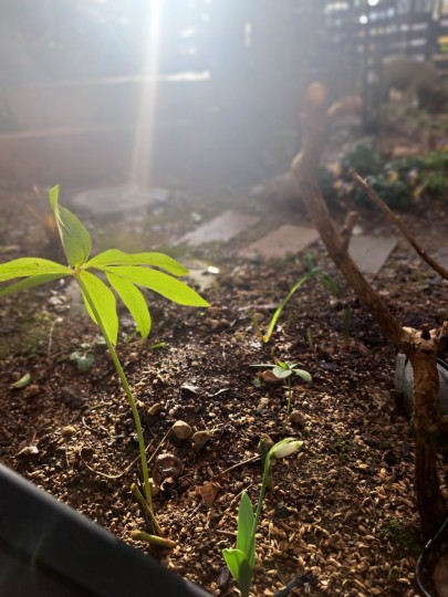 スノードロップ